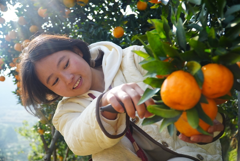 生機鎮慶坪村柑橘種植基地，累累碩果掛滿枝頭。周禹杉攝