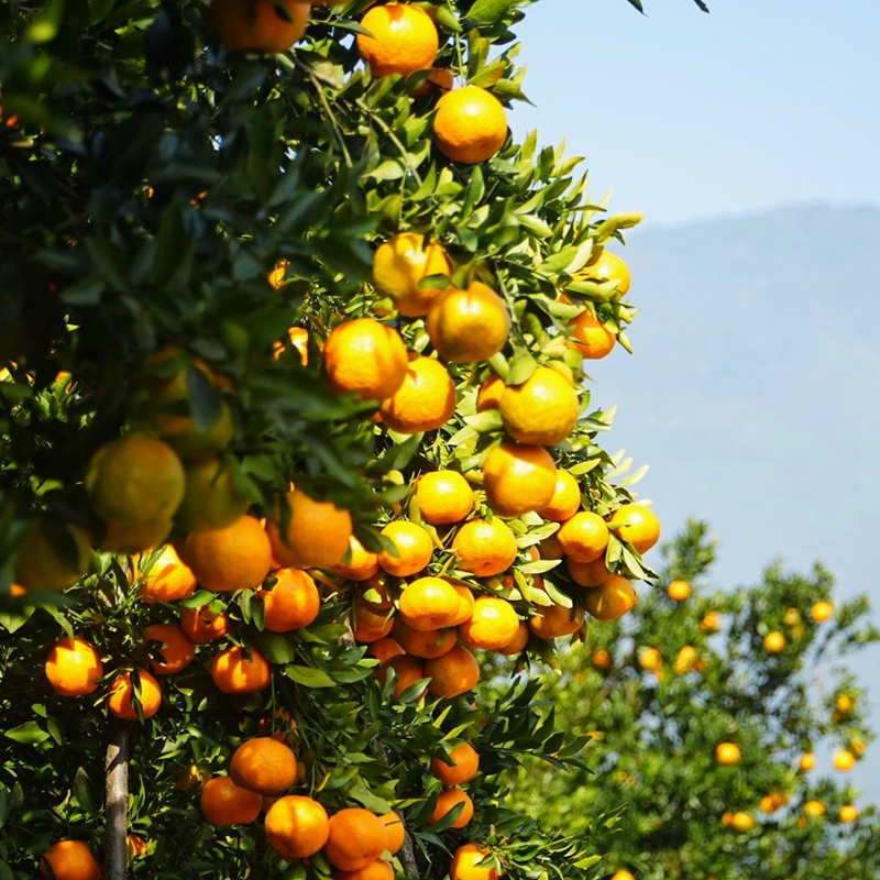 生機鎮慶坪村柑橘種植基地，累累碩果掛滿枝頭。周禹杉攝