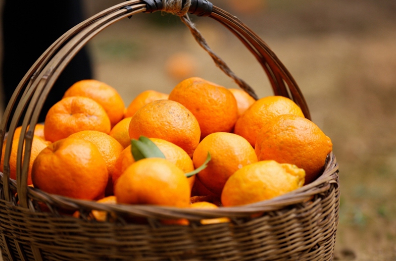 生機鎮慶坪村柑橘種植基地，累累碩果掛滿枝頭。周禹杉攝