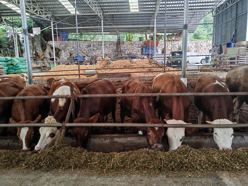 肉牛產業（融媒體中心  供圖）.jpg