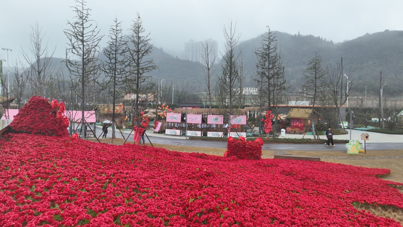 2 、10萬朵絢爛“玫瑰”，形成一片壯觀的花海 ..jpg