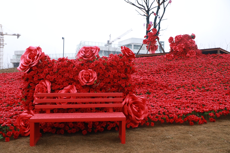 4、10萬朵絢爛“玫瑰”，形成一片壯觀的花海..jpg