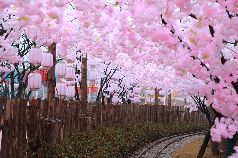 5、 百米櫻花長廊，演繹著限定版的春日浪漫 。.jpg