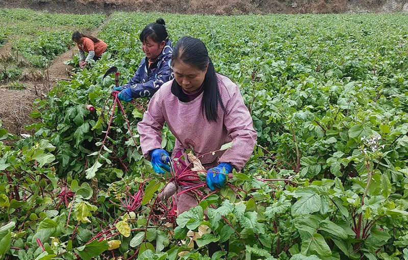工人正在地頭采收蘿卜。