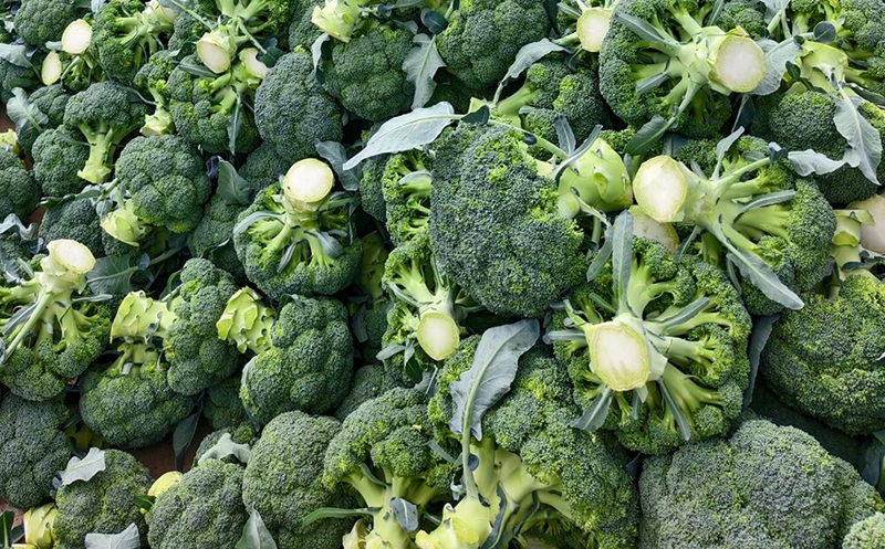 豐收的西蘭花。