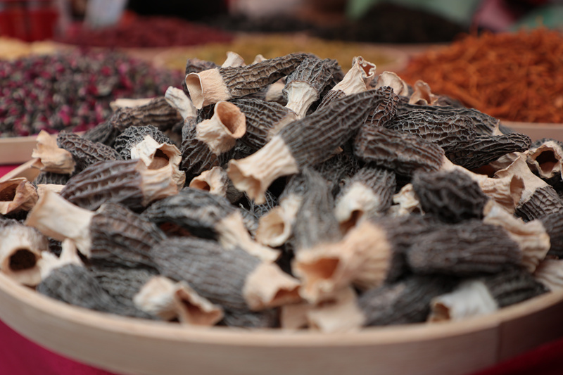圖為干羊肚菌。