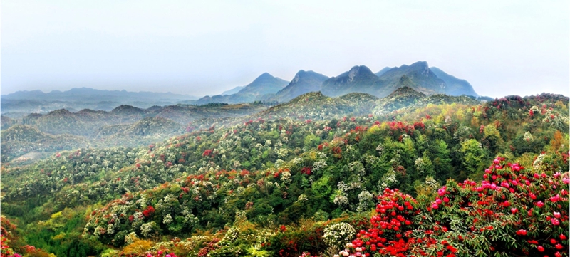 百里杜鵑。饒麗攝