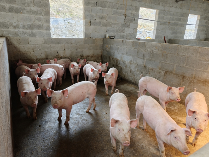 黃正軍的養豬場里。健壯的仔豬長勢喜人.jpg