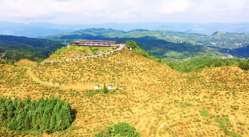 刺梨種植基地。鄧永長攝