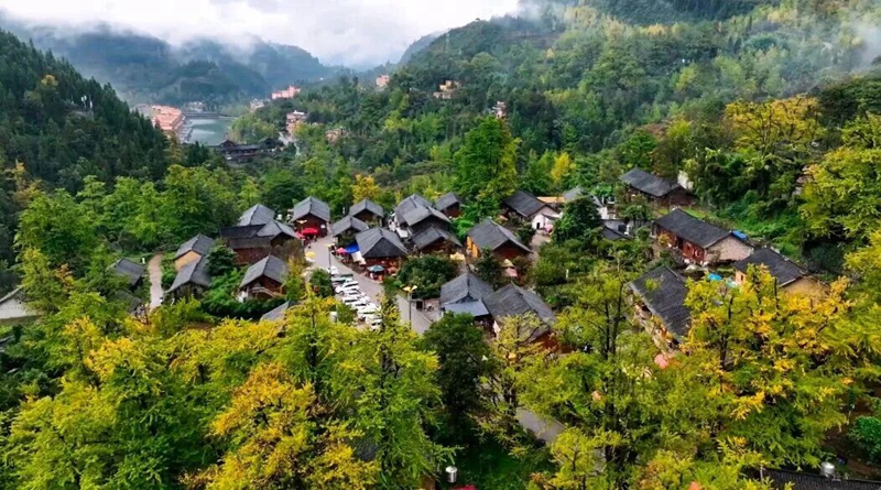 妥樂古銀杏景區(qū)。萬文賢攝