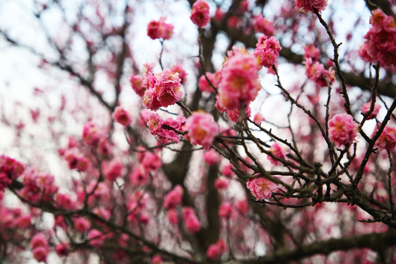 競相綻放的紅梅。