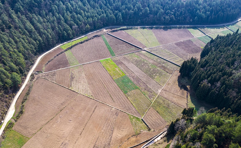 貴州省黔西市洪水鎮龍營村高標準農田。