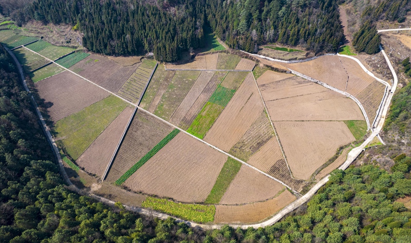 貴州省黔西市洪水鎮龍營村高標準農田。