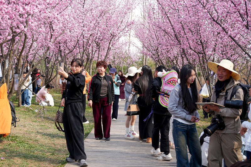 2月21日，市民游客在草海北坡生態公園內駐足賞花，拍照打卡。陳逍攝