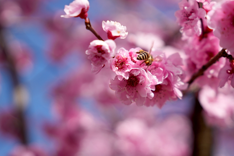 2月21日，在草海北坡生態公園內，美人梅花紛紛綻放，引來蜂舞蝶鬧，構成了一幅生機勃勃的春天畫卷。陳逍攝
