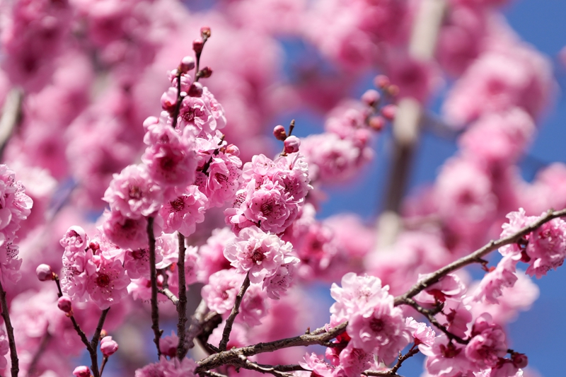 2月21日，在草海北坡生態(tài)公園內(nèi)，美人梅花競(jìng)相綻放，粉白漸變的花朵如云似霞。陳逍攝