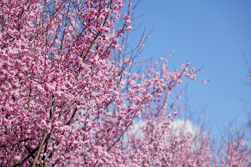 2月21日，在草海北坡生態公園內，美人梅花開得如云似霞，粉色嫣然。陳逍攝