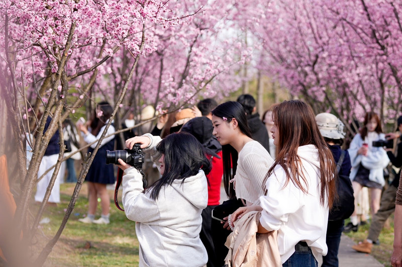 2月21日，在草海北坡生態公園內，市民游客紛紛駐足賞花，拍照記錄下美好時光。陳逍攝