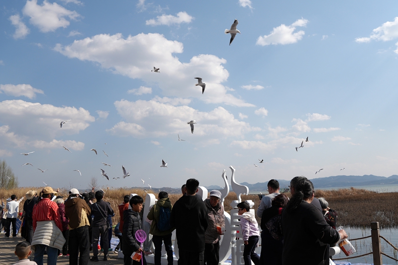 2026年2月20日,游客在江家灣碼頭與海鷗互動。岳剛攝