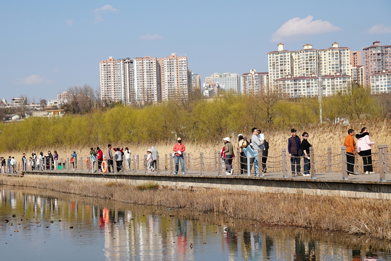 2026年2月20日,在江家灣碼頭觀看海鷗的游客絡繹不絕。趙慶能攝