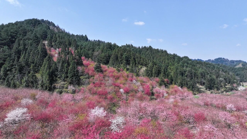 2 、百花湖鎮(zhèn)上麥城村千畝櫻花園。