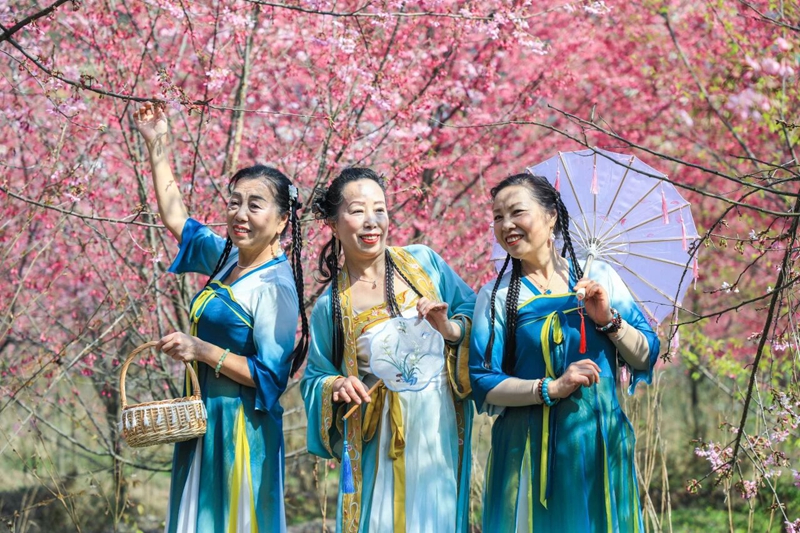 3、 游客在櫻花園中賞櫻閑聊、拍照。