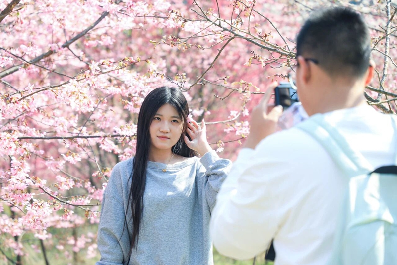 4、游客在櫻花園中賞櫻拍照。