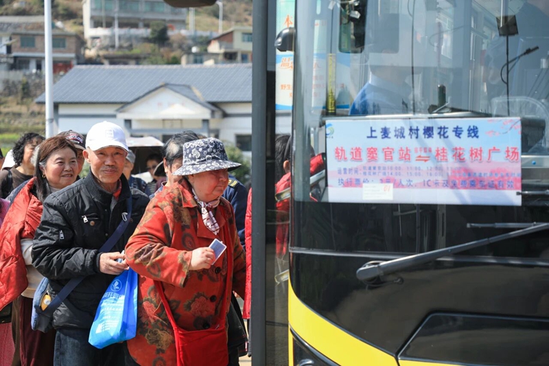 6、 乘坐“上麥城村櫻花專線”公交車。