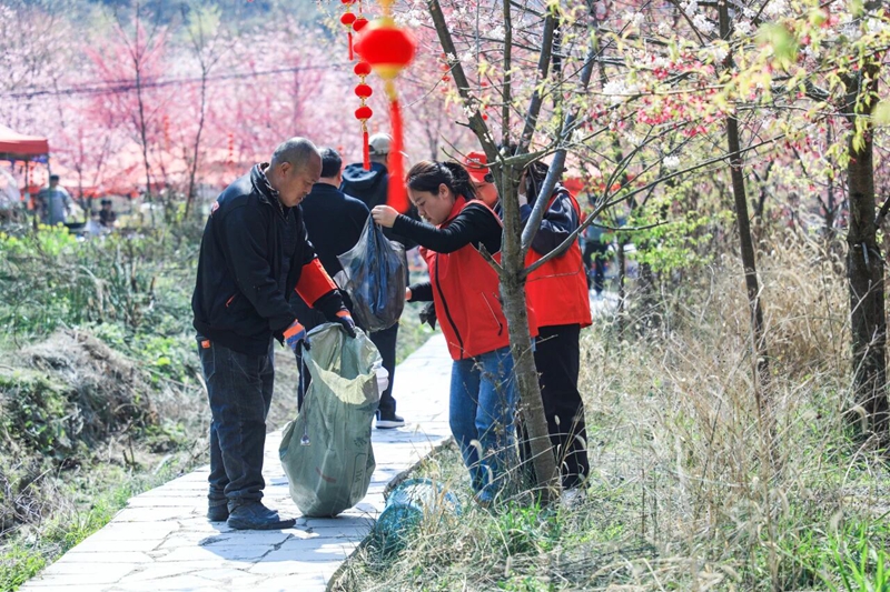 8 、志愿者在櫻花園內(nèi)撿拾垃圾維護環(huán)境衛(wèi)生。