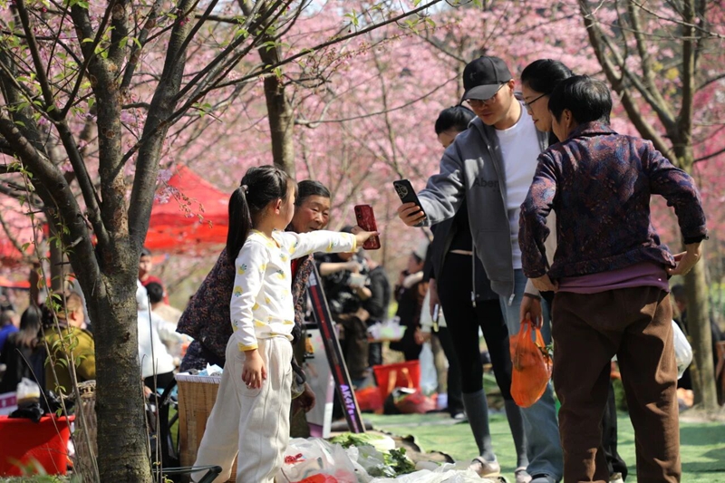 11、 櫻花道旁的攤位吸引著游客。