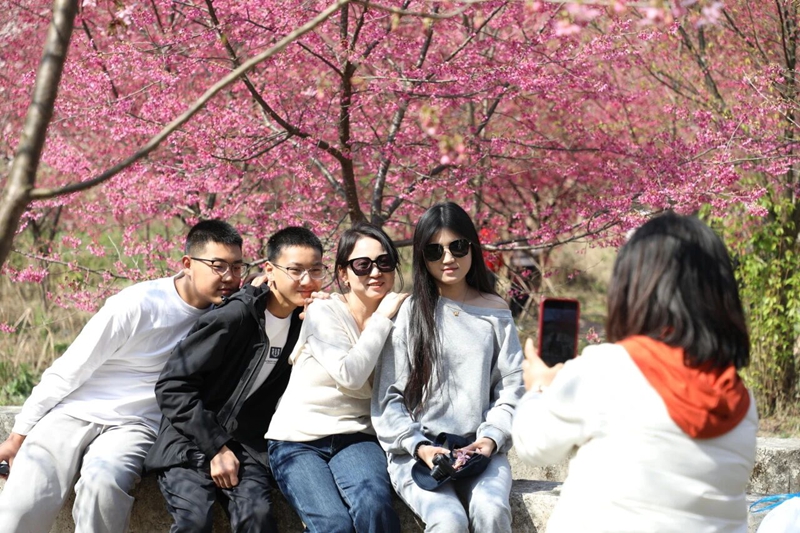 12、游客在櫻花園中賞櫻拍照。