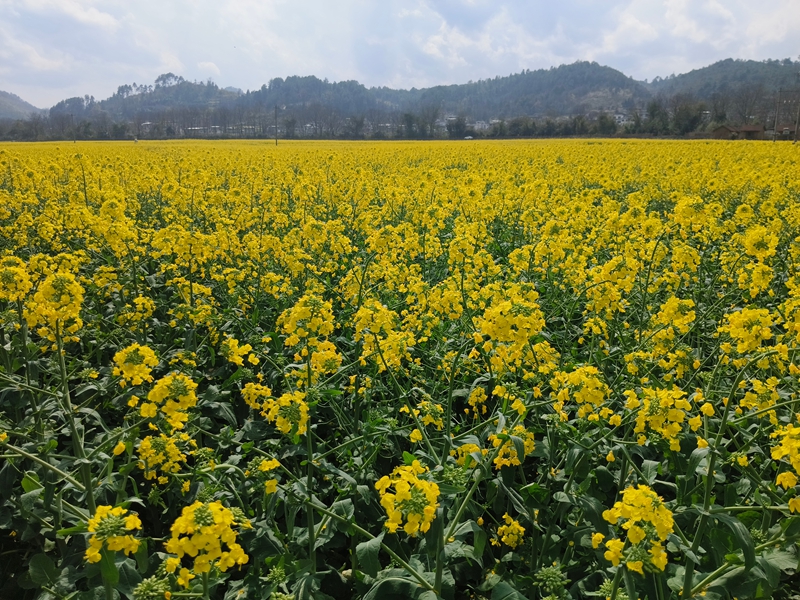 美麗的油菜花海。