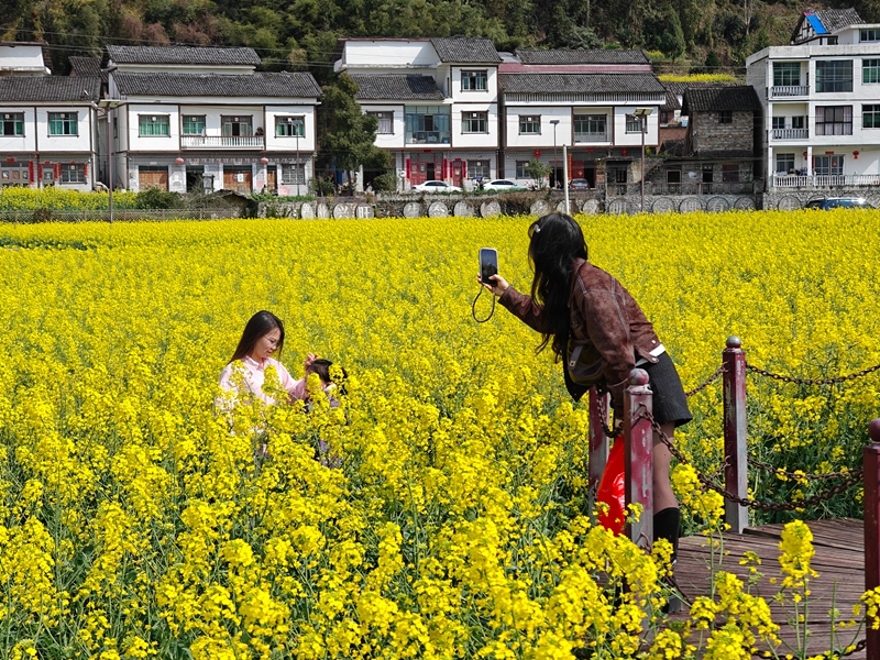 游客在花田拍照。