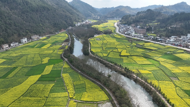 油菜花競相綻放。