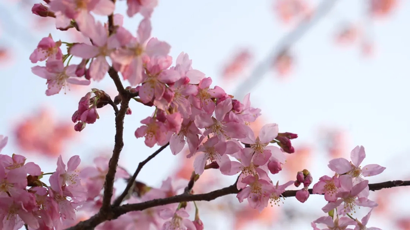 金海雪山。