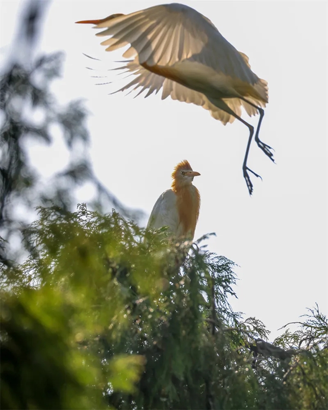 舞陽(yáng)河鳥類。