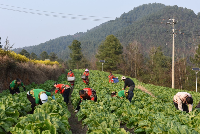 貴州一道菜食品開發有限責任公司員工在春節期間開工，員工在田間地頭割菜  陳永鵬 攝