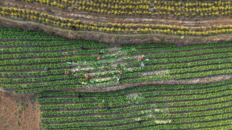 貴州一道菜食品開發(fā)有限責(zé)任公司員工在春節(jié)期間開工，員工在田間地頭割菜  徐亞力 攝