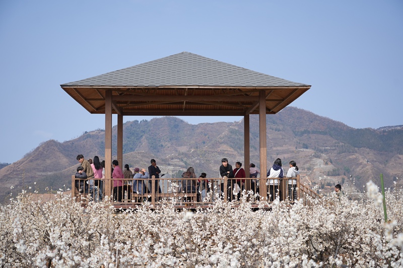 游客在觀景臺遠眺櫻桃花美景。胡璐攝