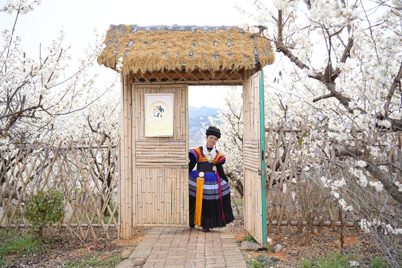 身穿苗族服飾的游客在花間小徑探春色。胡璐攝