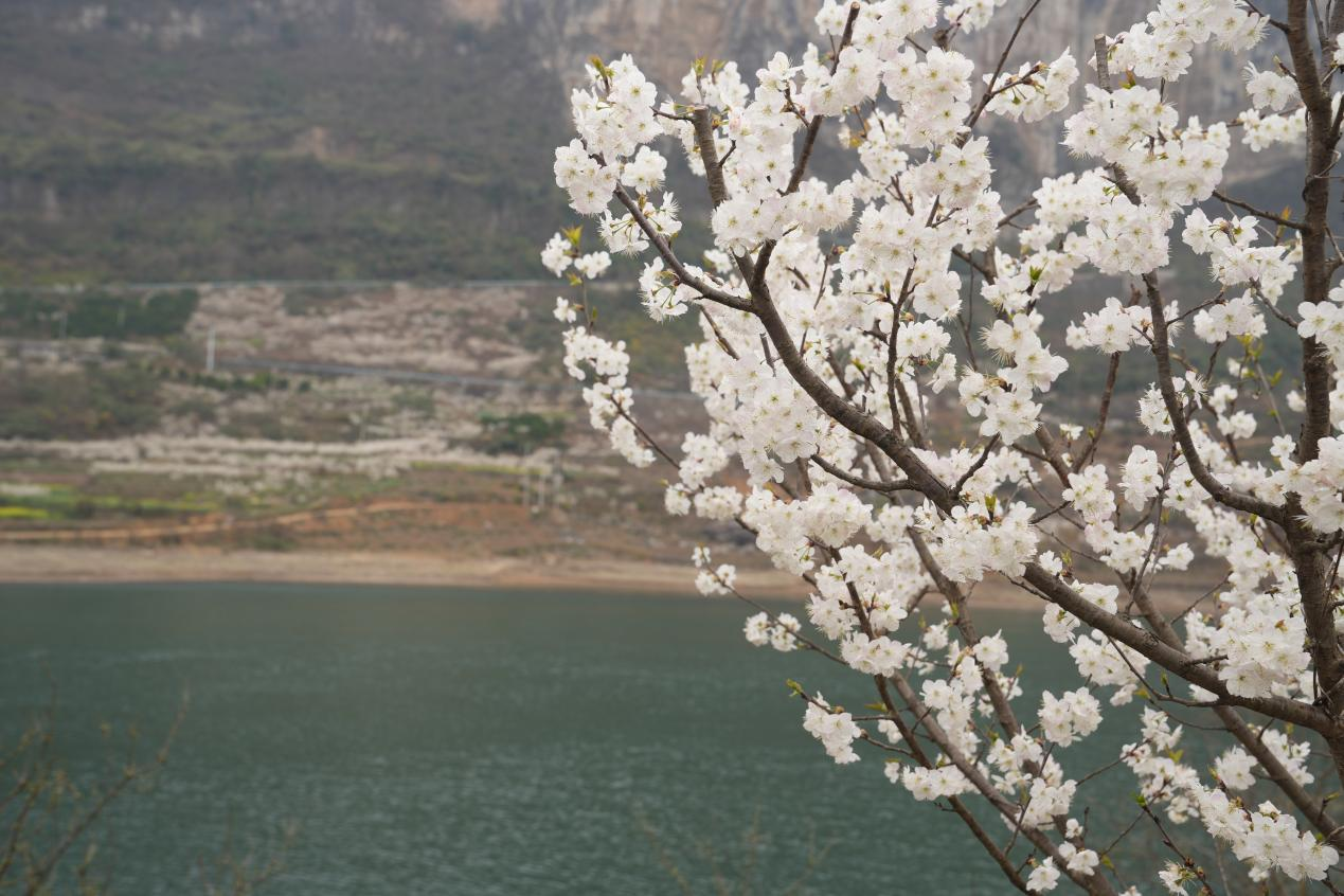 漫山遍野的櫻花競相綻放(3)
