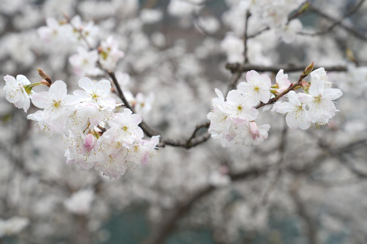 漫山遍野的櫻花競相綻放.