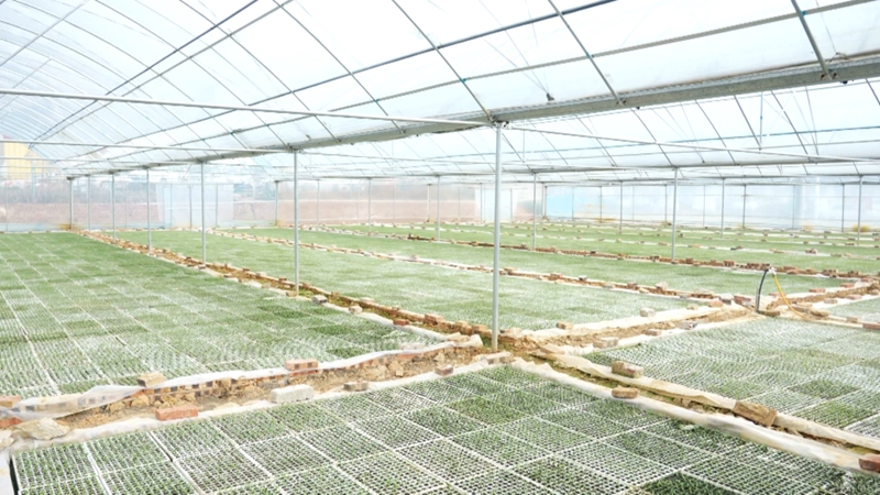 辣椒育苗忙&nbsp;訂單農業促增收。