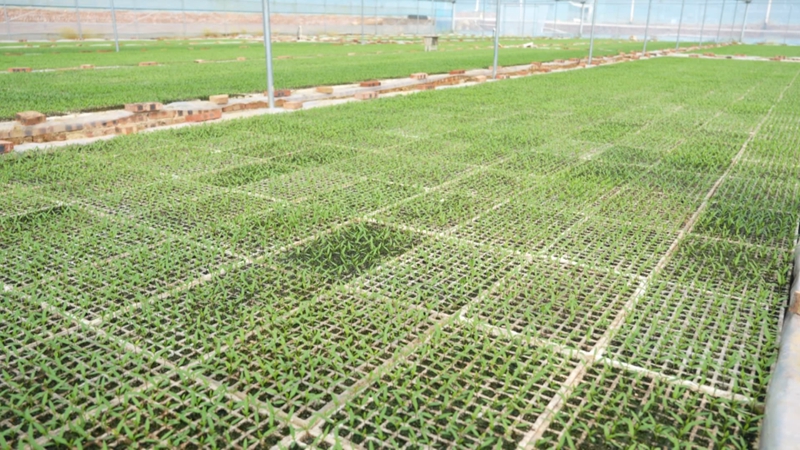 辣椒育苗忙&nbsp;訂單農業促增收。