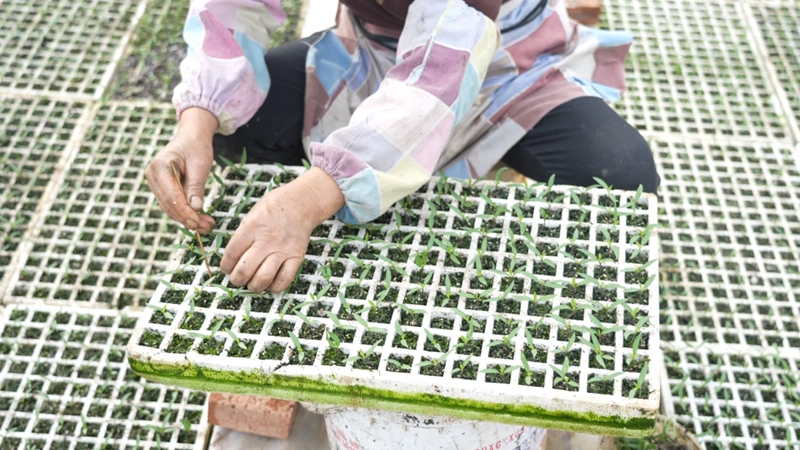 辣椒育苗忙&nbsp;訂單農業促增收。