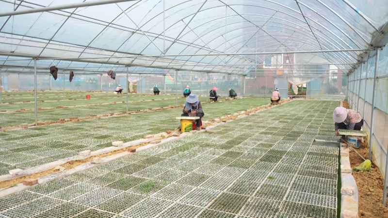 辣椒育苗忙&nbsp;訂單農業促增收。