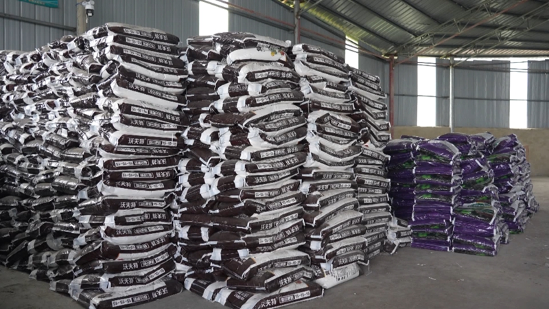 辣椒育苗忙&nbsp;訂單農業促增收。