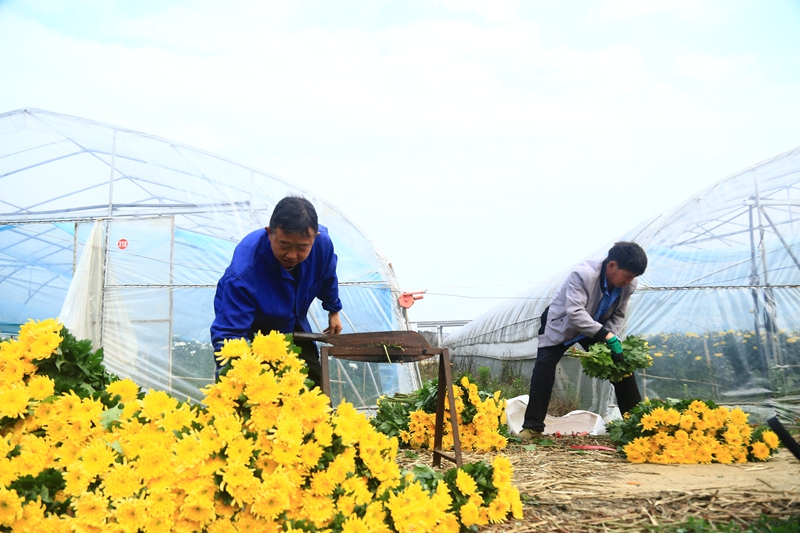 貴州省黔西市甘棠鎮花卉種植基地，工人正忙著分揀鮮花。