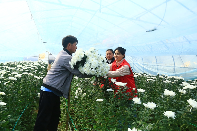 貴州省黔西市甘棠鎮花卉種植基地，志愿者及工人正忙著采摘鮮花。