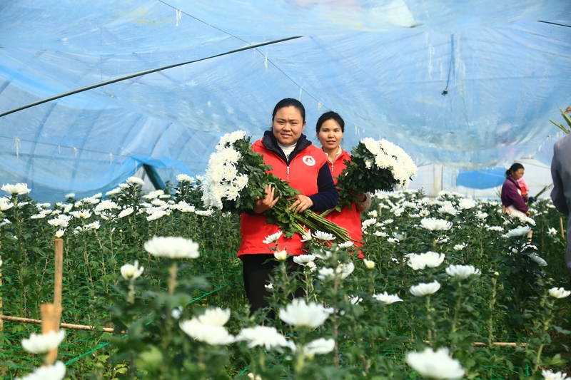 貴州省黔西市甘棠鎮花卉種植基地，志愿者正幫忙采摘鮮花。